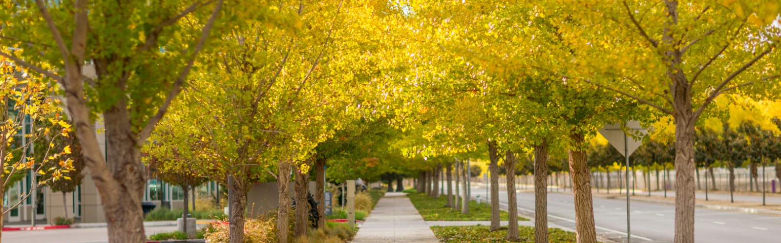 Things to Explore in Sunnyvale: A Complete Travel Guide for First-Time Visitors