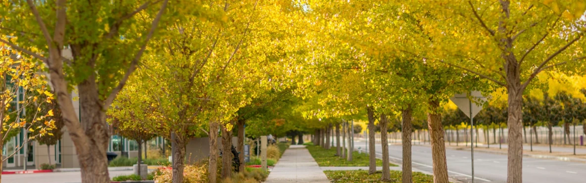 Things to Explore in Sunnyvale: A Complete Travel Guide for First-Time Visitors